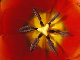 Inside a tulip